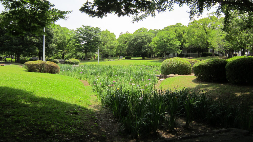 久留米市中央公園の菖蒲池