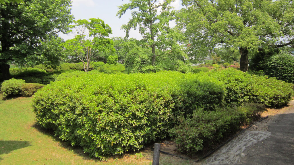 久留米百年公園のツツジ