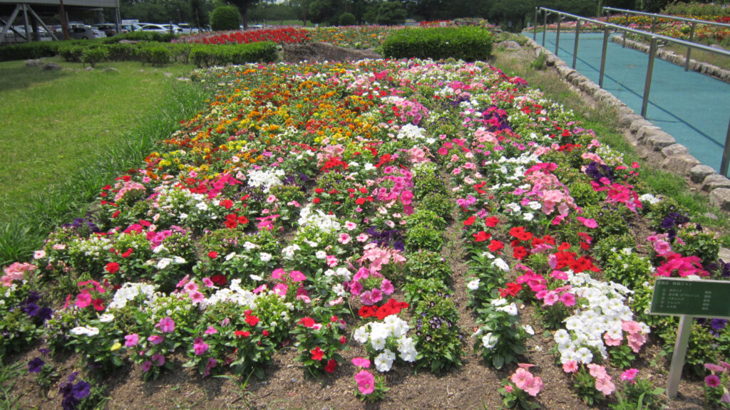 久留米百年公園の花壇