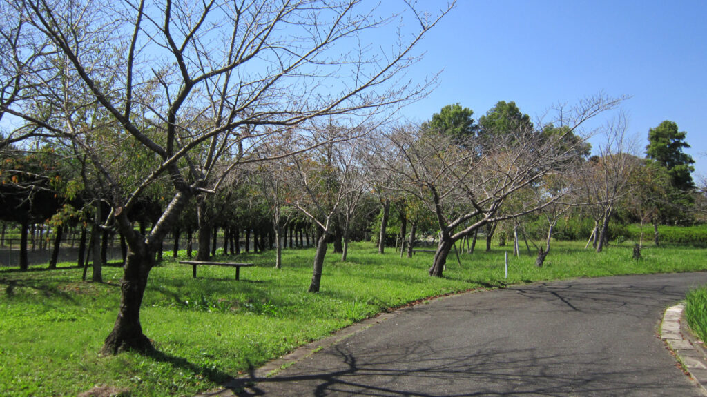 福岡県緑化センターのサクラ見本園