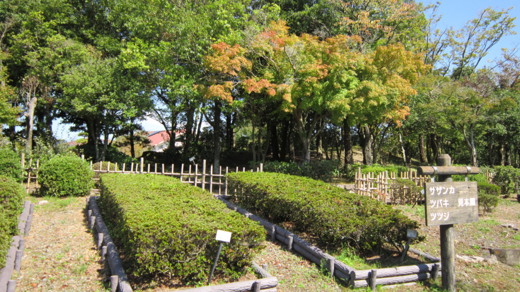 福岡県緑化センターのツバキ・ツツジ見本園