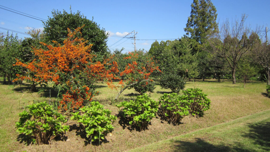 福岡県緑化センターの四季の花木園