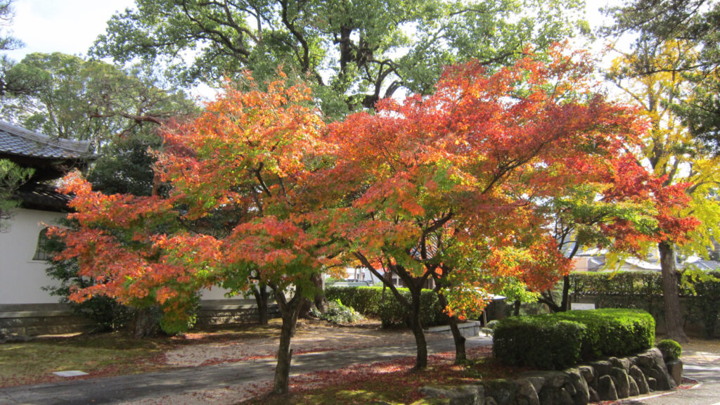 梅林寺の紅葉(2)