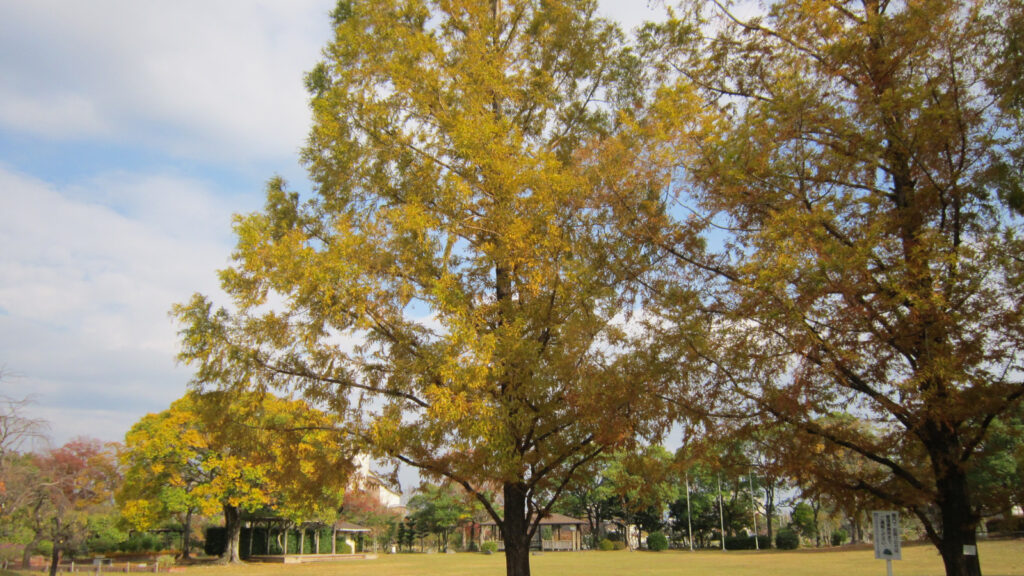 福岡県緑化センターの紅葉(2)