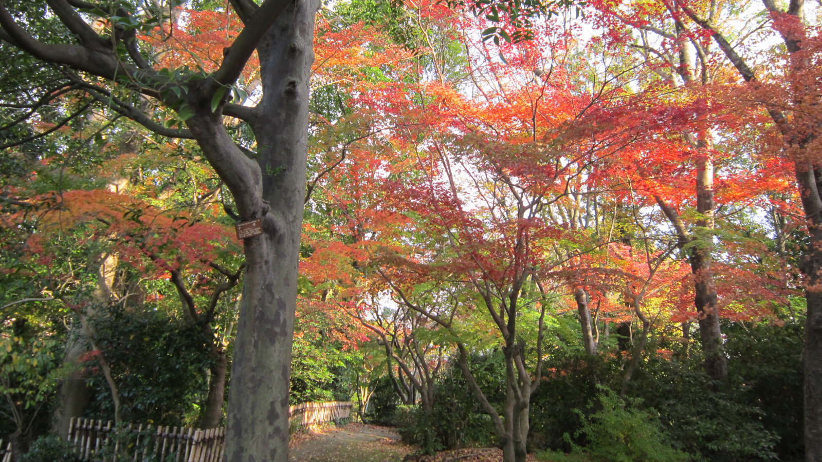 石橋文化センターの紅葉