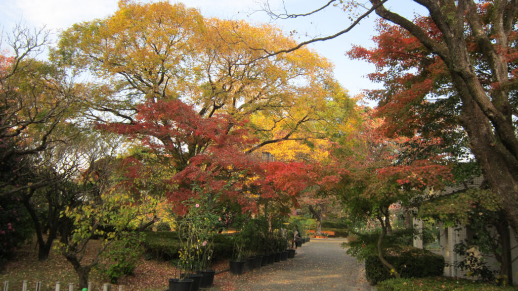 石橋文化センターの紅葉(3)