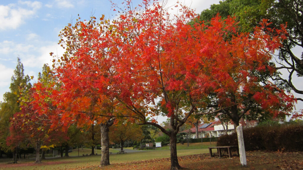 福岡県緑化センターの紅葉(1)