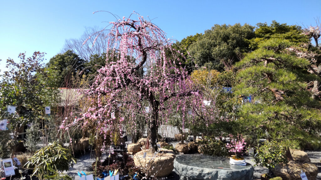 久留米植木まつり(3)