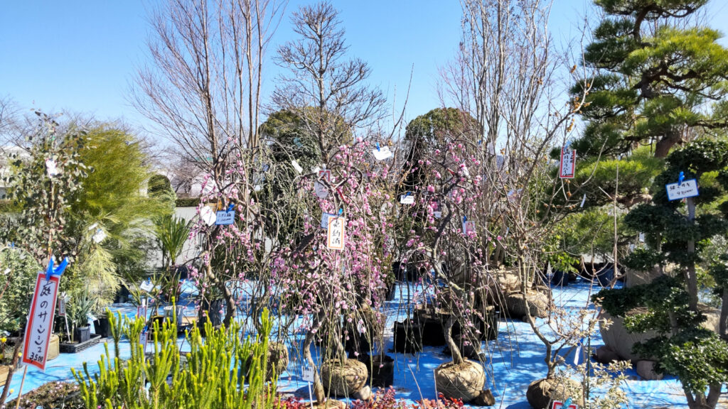 久留米植木まつり(4)