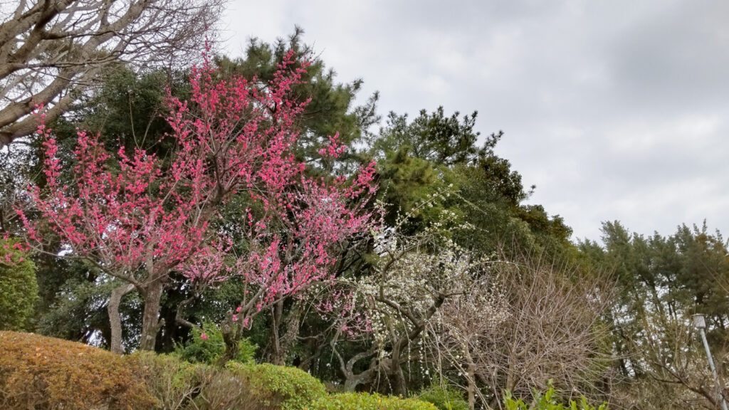 梅林寺の梅(1)