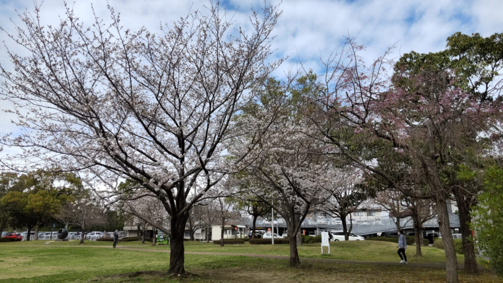 久留米・両替町公園の桜