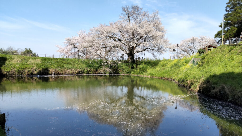 久留米・浅井の一本桜(2)