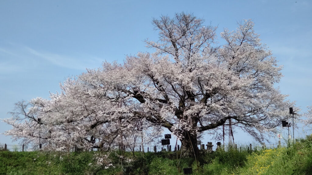 久留米・浅井の一本桜(1)