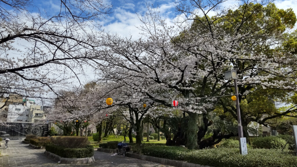 久留米・三本松公園の桜(2)