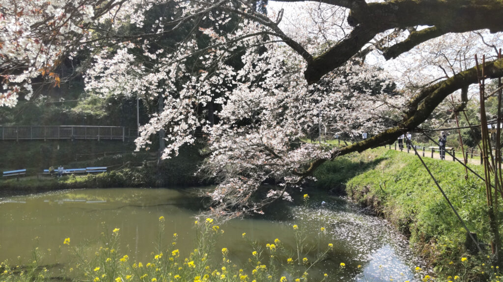 久留米・浅井の一本桜(3)