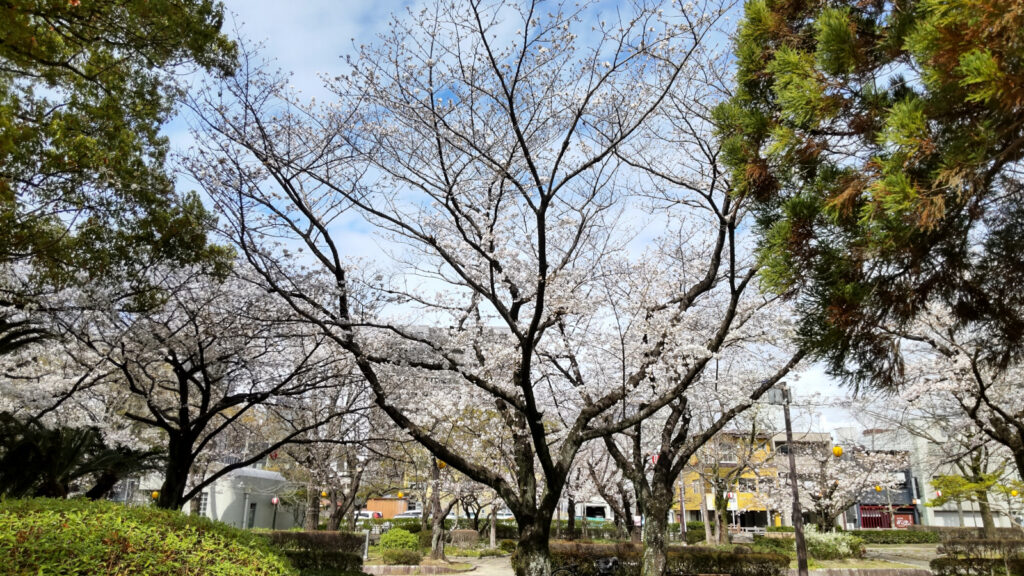 久留米・三本松公園の桜(3)