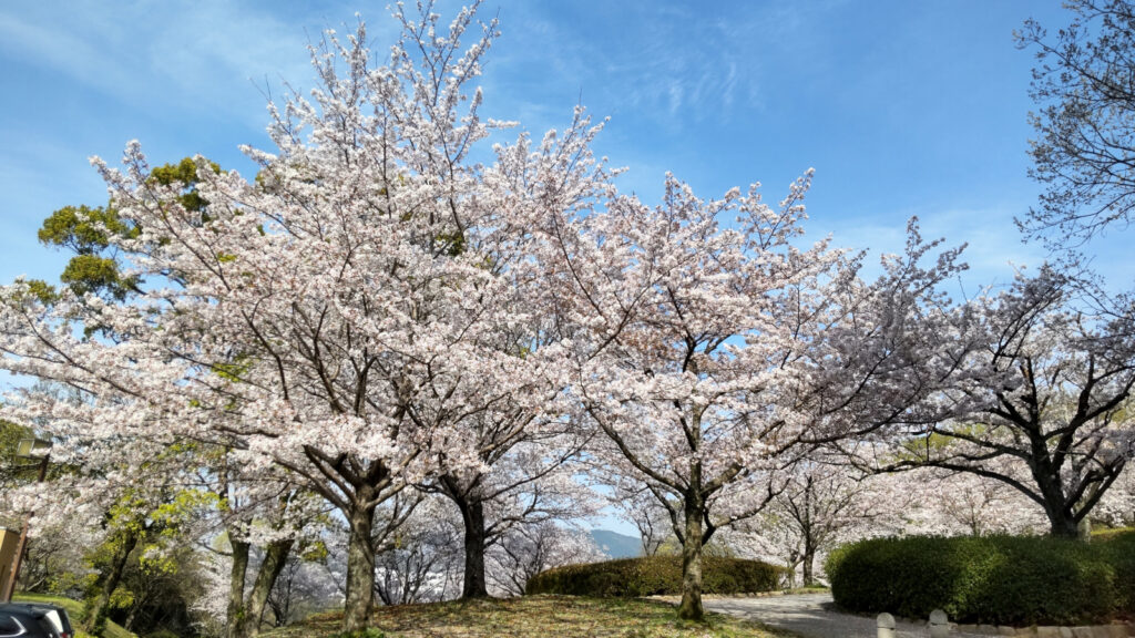 久留米・浦山公園の桜(5)