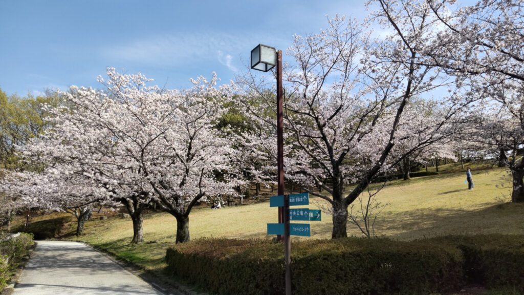 久留米・浦山公園の桜(4)