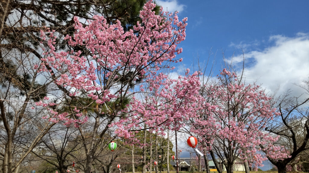 久留米・鷲塚公園の桜(3)