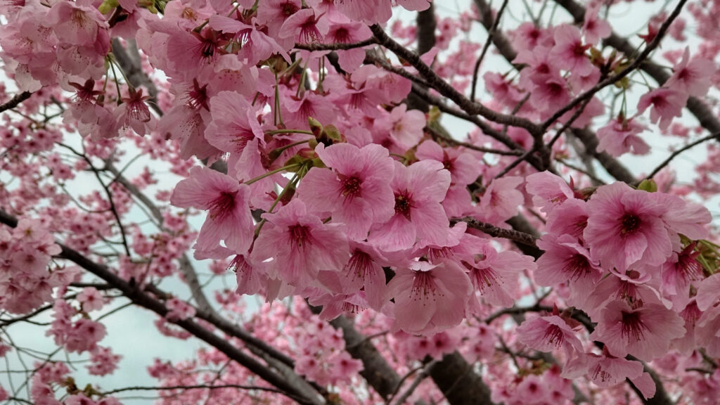 久留米・鷲塚公園の桜(2)