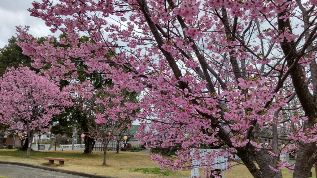 久留米・鷲塚公園の桜(1)