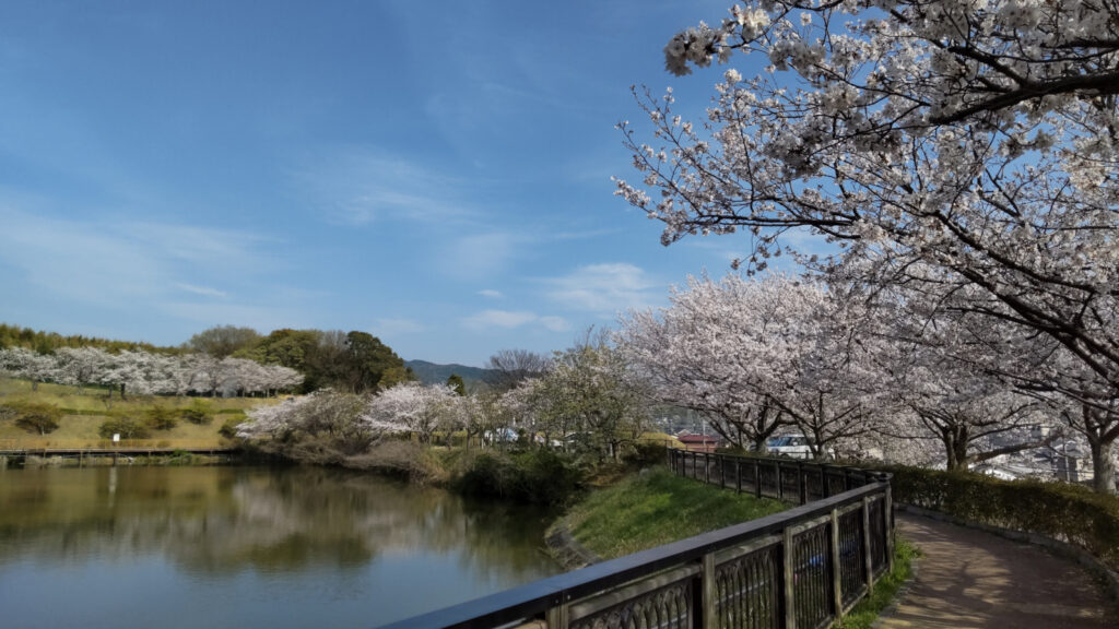 久留米・浦山公園の桜(6)