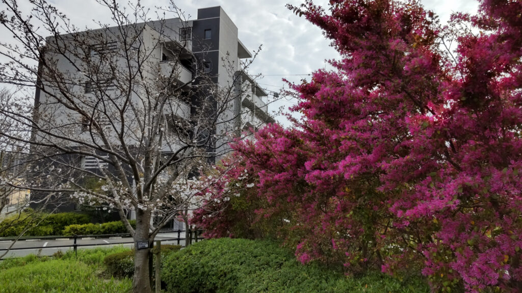 ＪＲ久留米駅裏の桜(1)