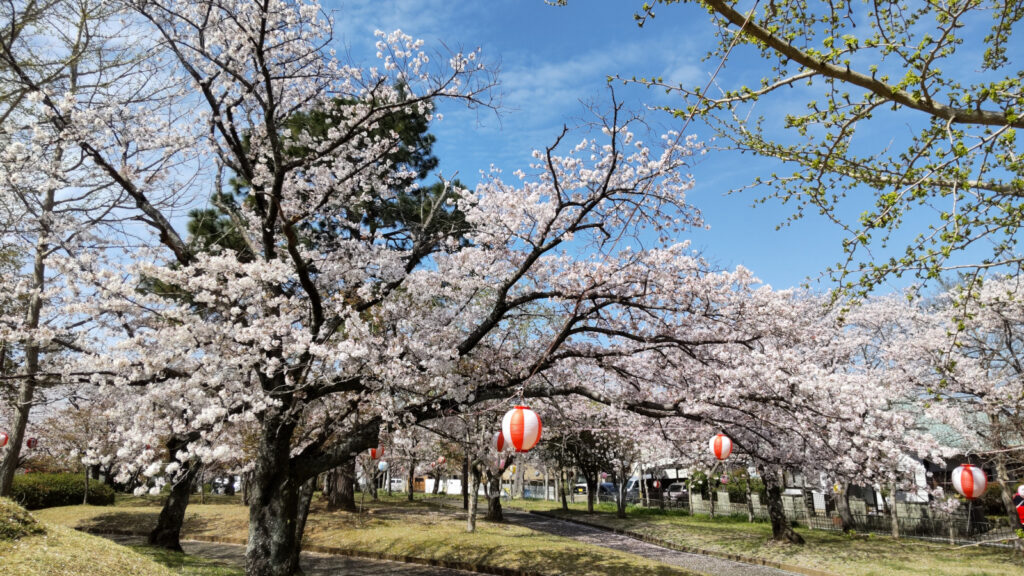 久留米・鷲塚公園の桜(5)