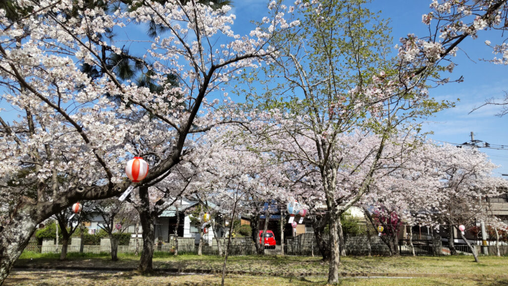 久留米・鷲塚公園の桜(4)