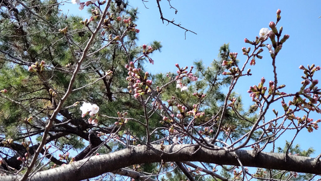 久留米城跡の桜(2)