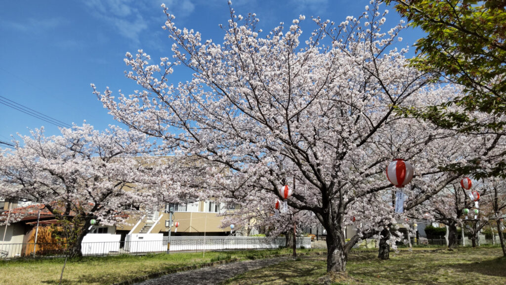 久留米・鷲塚公園の桜(6)