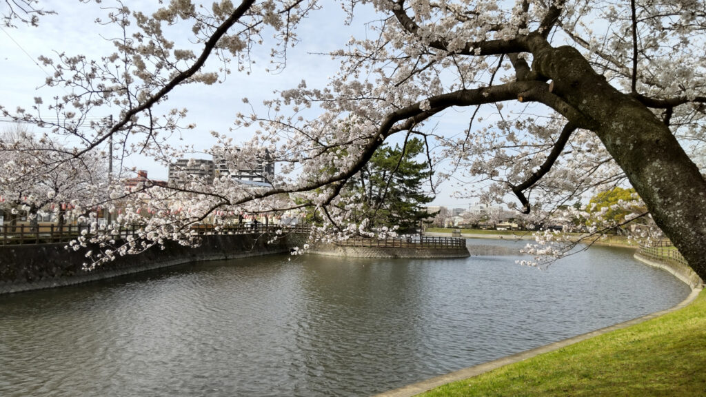 久留米・諏訪野町公園の桜(1)