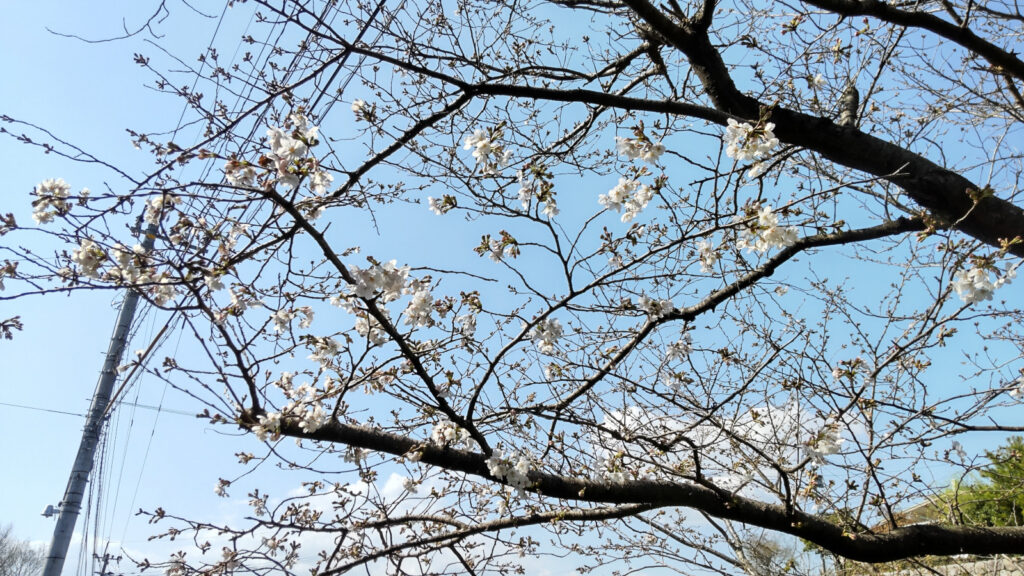 久留米城跡の桜(1)