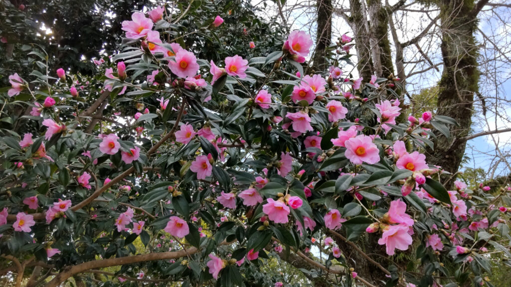 水天宮のツバキ(1)