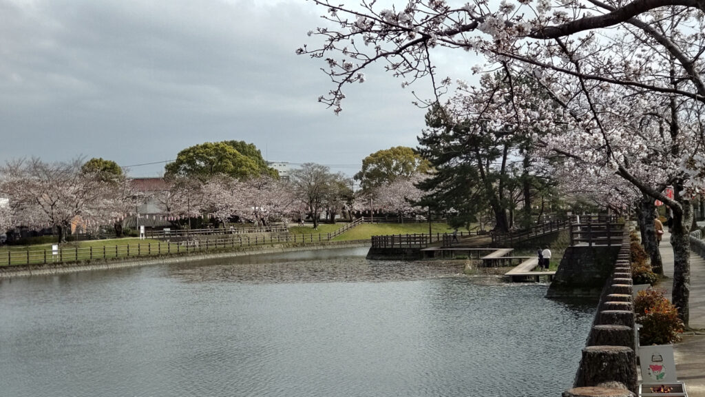 久留米・諏訪野町公園の桜(3)