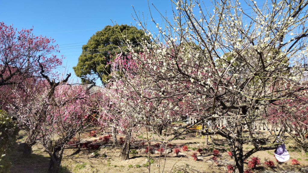 宮ノ陣神社の梅(3)