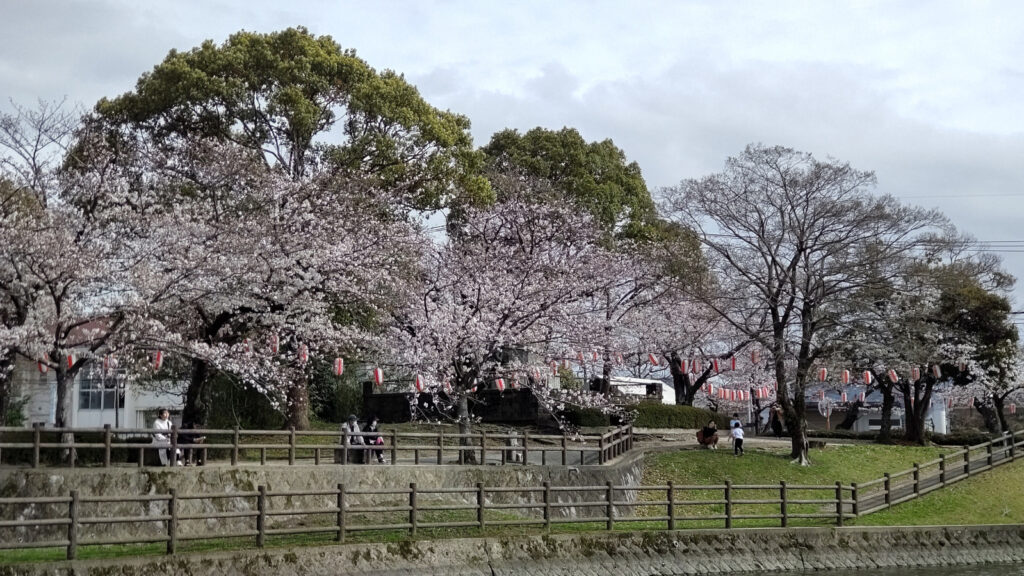 久留米・諏訪野町公園の桜(2)