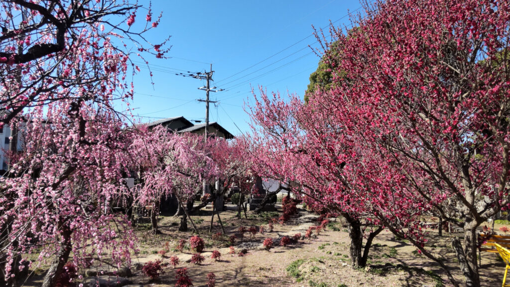 宮ノ陣神社の梅(4)