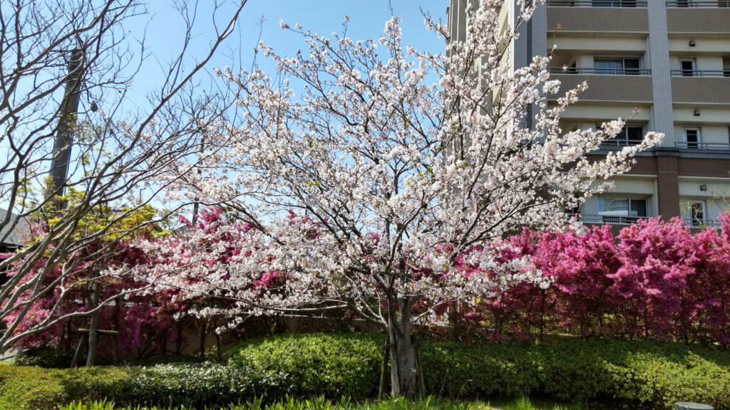 ＪＲ久留米駅裏の桜(2)