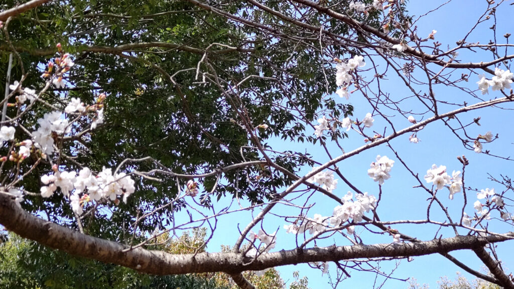 久留米・水沼の里2000年記念の森の桜(1)