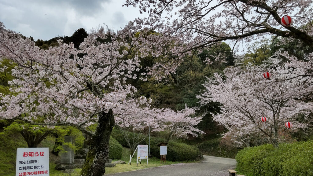 久留米・発心公園の桜(5)