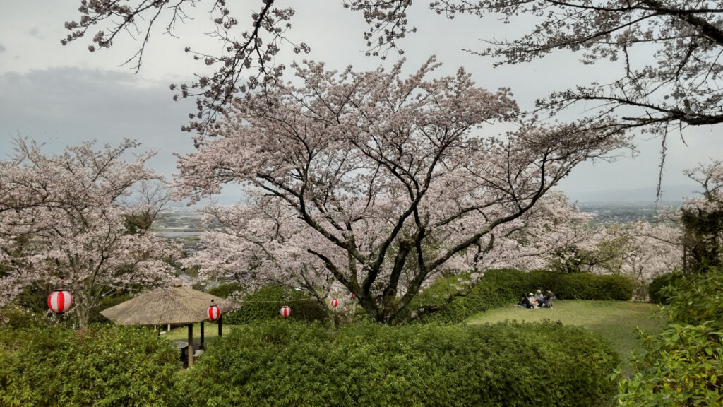 久留米・発心公園の桜(4)