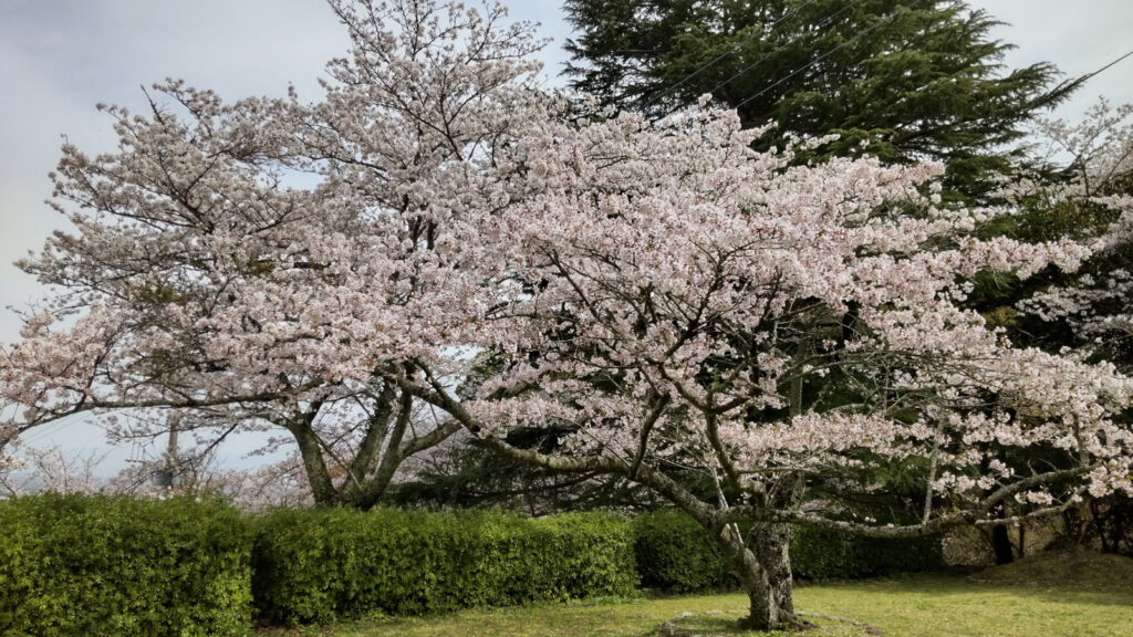 久留米・発心公園の桜(6)