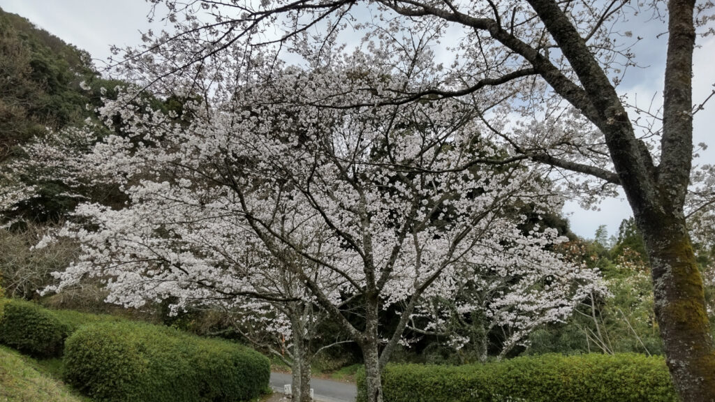 久留米・発心公園の桜(3)