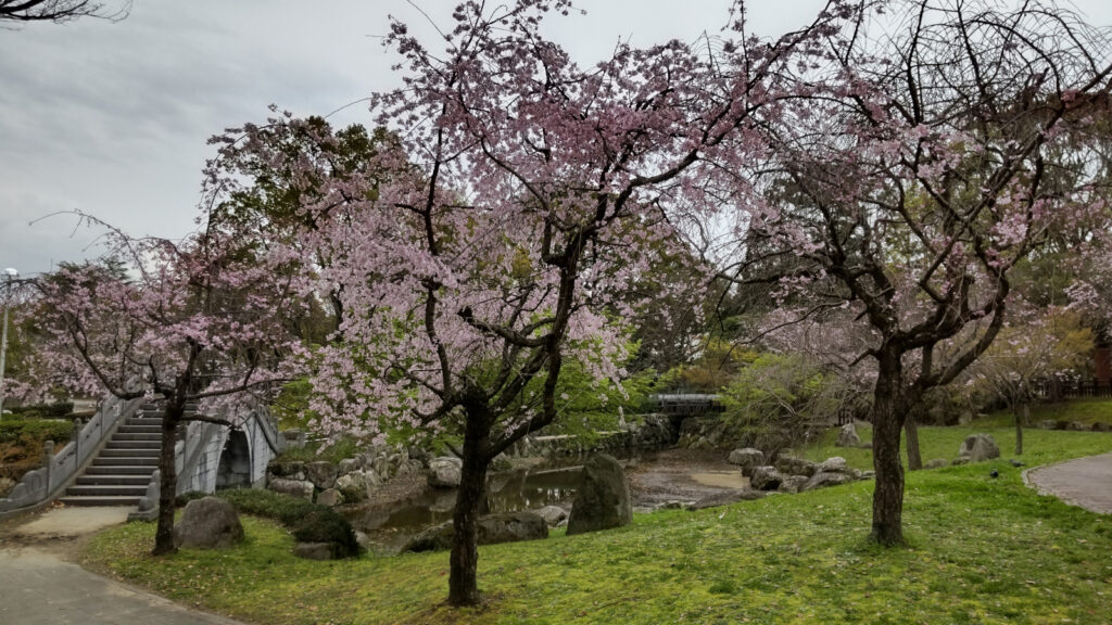 久留米市中央公園の桜(1)