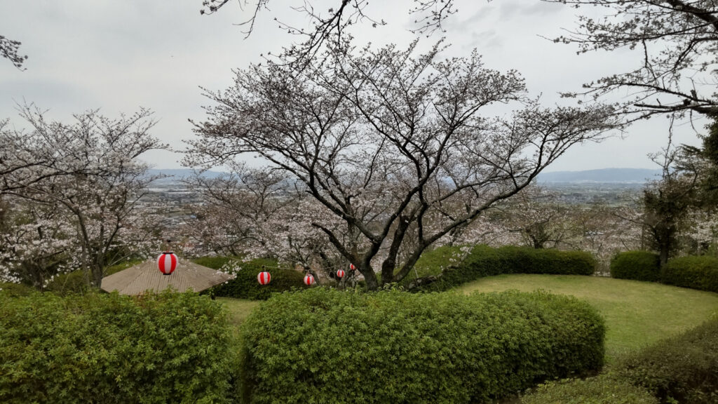 久留米・発心公園の桜(1)