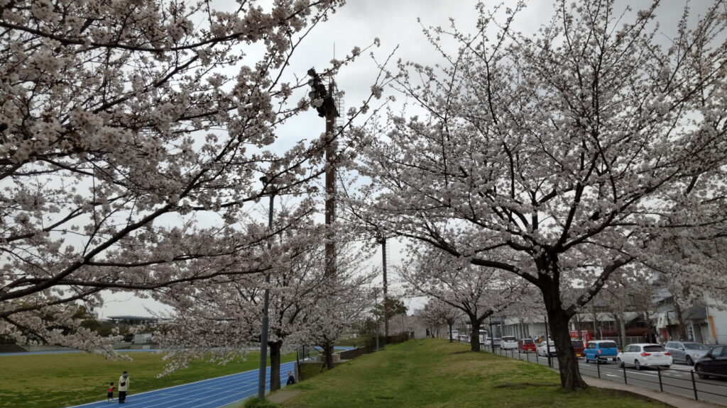 久留米市中央公園の桜(2)