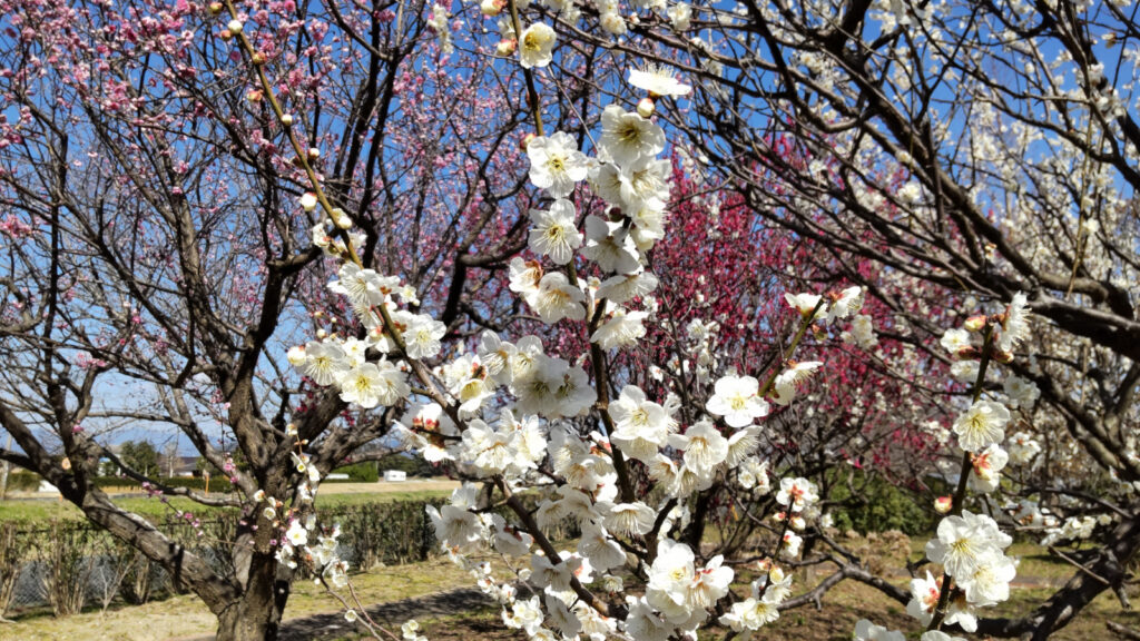 福岡県緑化センターの梅(2)