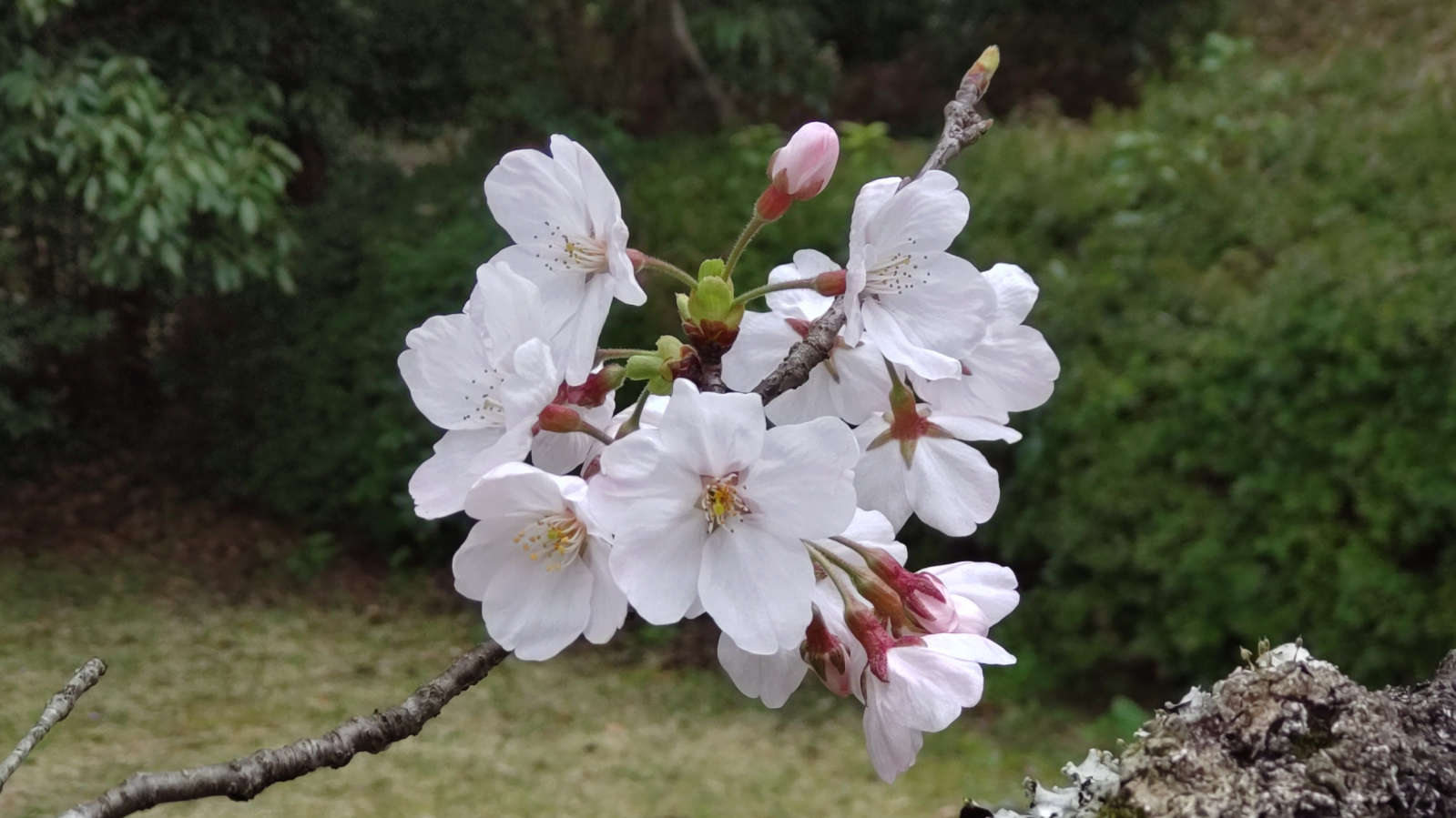 発心公園の桜