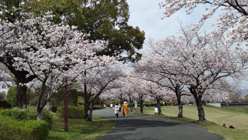 久留米百年公園の桜(2)